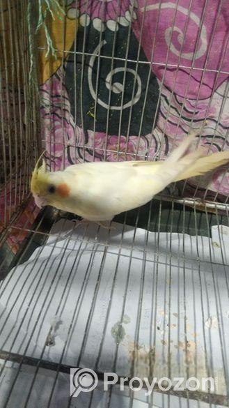 টেম ককাটেল