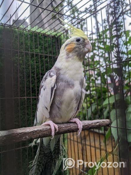 কোকাটেল পাখি