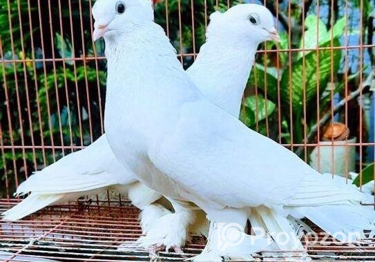 কার্জি জাতের কবুতর