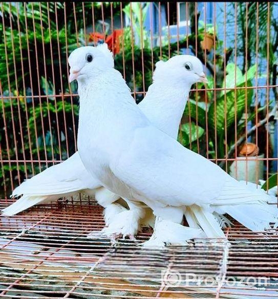 কার্জি জাতের কবুতর