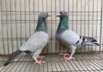 রেসার রানিং পেয়ার