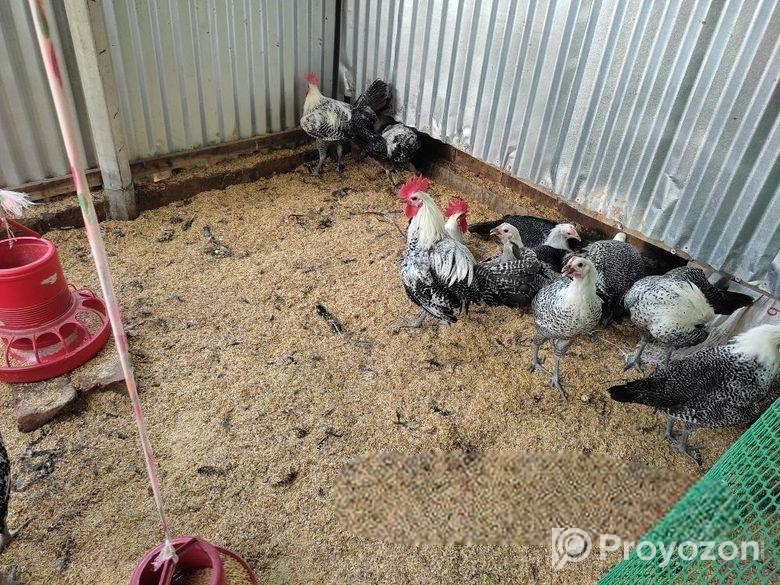 দুটি ফাওমি মোরগ বিক্রি করা হবে।