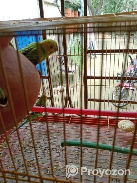 বাজরীগড় পাখি বিক্রি