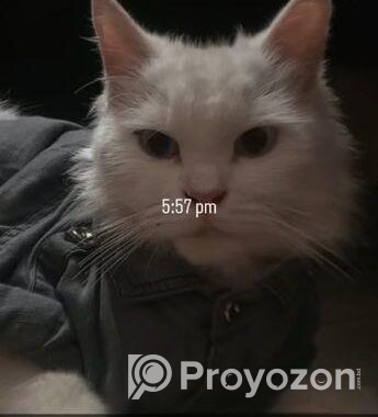 Persian cat/পারশিয়ান ক্যাট