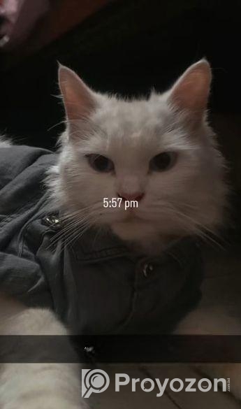 Persian cat/পারশিয়ান ক্যাট