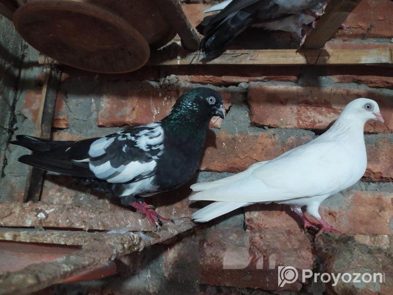 বাচ্চা সহ এক জোড়া কবুতর বিক্রয় করা হবে