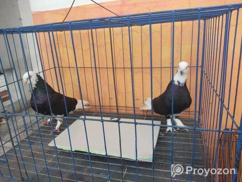 কবুতর বিক্র