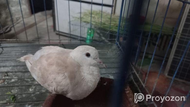 অরিজিনাল লাক্ষা কবুতর ও ইন্ডিয়ান ঘুঘু পাখি