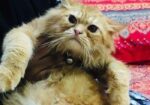 Parsian Cat (Triple code)