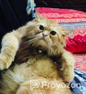 Parsian Cat (Triple code)