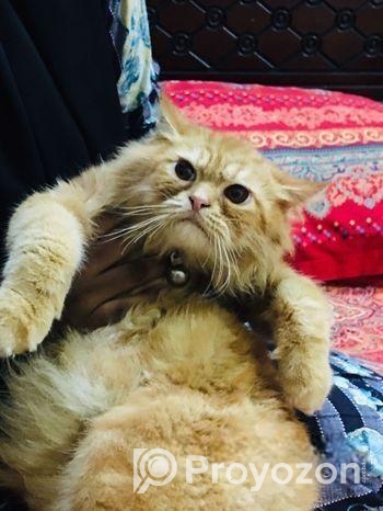 Parsian Cat (Triple code)