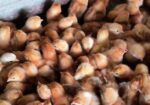 এক দিন বয়সের লেয়ার মুরগি বাচ্চা sell করা হবে👈