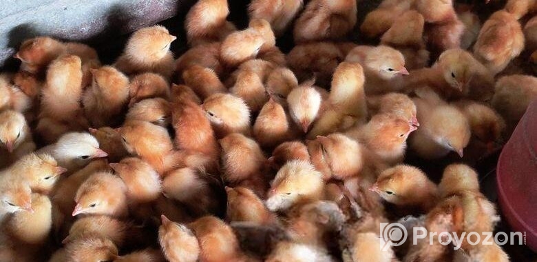 এক দিন বয়সের লেয়ার মুরগি বাচ্চা sell করা হবে👈