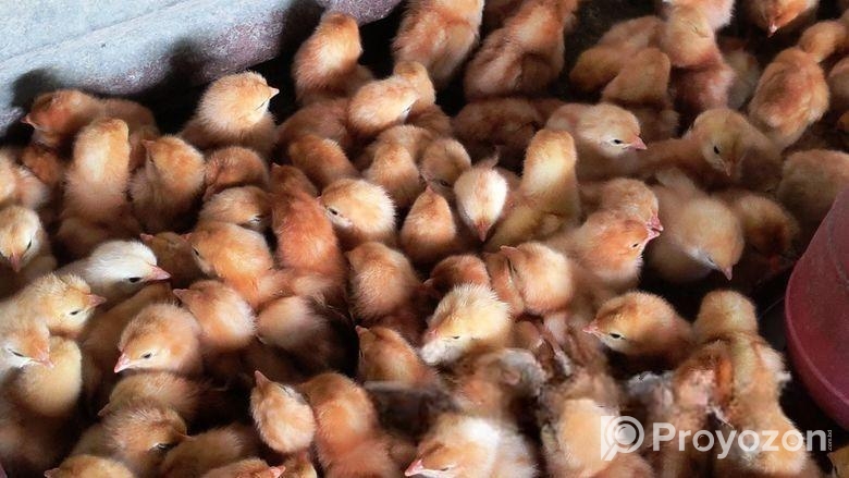 এক দিন বয়সের লেয়ার মুরগি বাচ্চা sell করা হবে👈