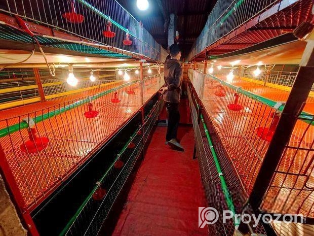 মুরগী পালনের আধুনিক খাচা