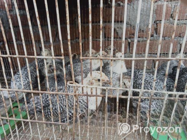টাইগার মুরগি এবং ফাওমি