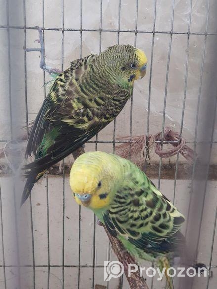 বাজরিগার পাখি