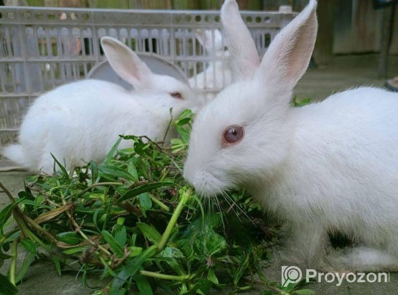 খরগোশ সেল হবে