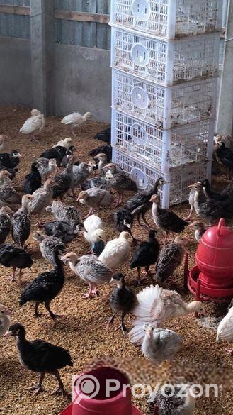 ১ মাস বয়সের টার্কি মুরগির বাচ্চা বিক্রি করা হব