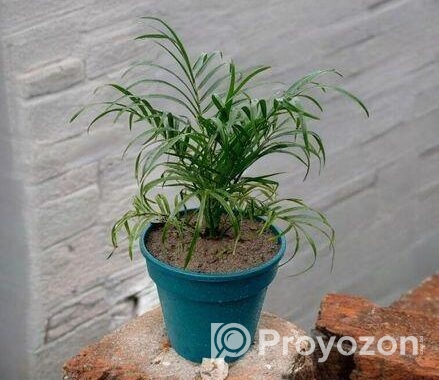 Best Indoor Plants
