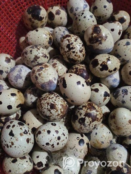 কোয়েল পাখির ডিম।