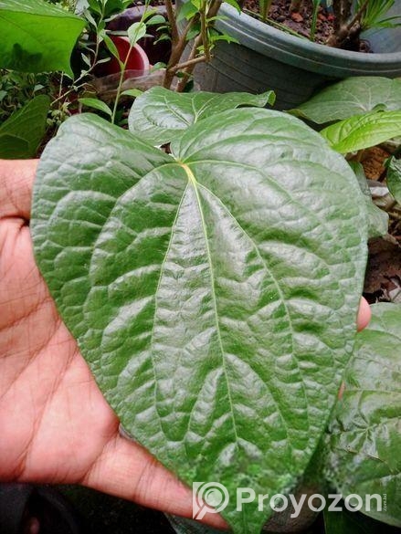 মিষ্টি পান লতার কাটিং শিকর সহ