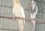 Wf male lutino pearl female