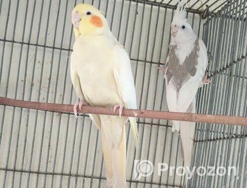 Wf male lutino pearl female