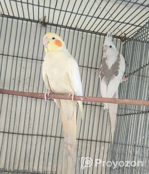 Wf male lutino pearl female