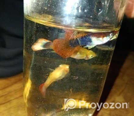 Beautiful Live Guppy Fish For Sale