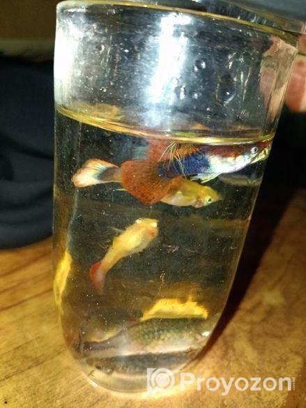 Beautiful Live Guppy Fish For Sale