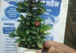 Indoor Plant’s