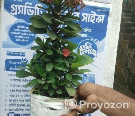 Indoor Plant’s