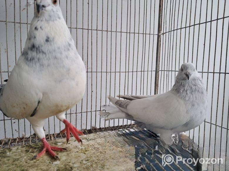 কিছু কবুতর বিক্রি হবে