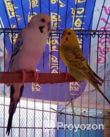 ডিম বাচ্চা করা বাজিগর পাখি বিক্রি হবে