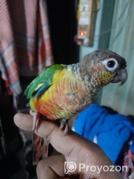 পাইনএপেল কুনুর পাখি .