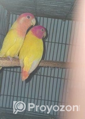 কিছু রানিং ডিম সহ লাভ বার্ড পাখি বিক্রি করা হবে