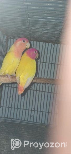 কিছু রানিং ডিম সহ লাভ বার্ড পাখি বিক্রি করা হবে