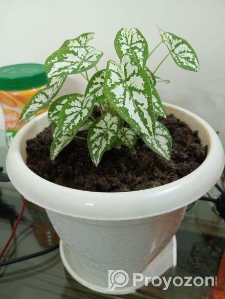 খুব সুন্দর গাছ