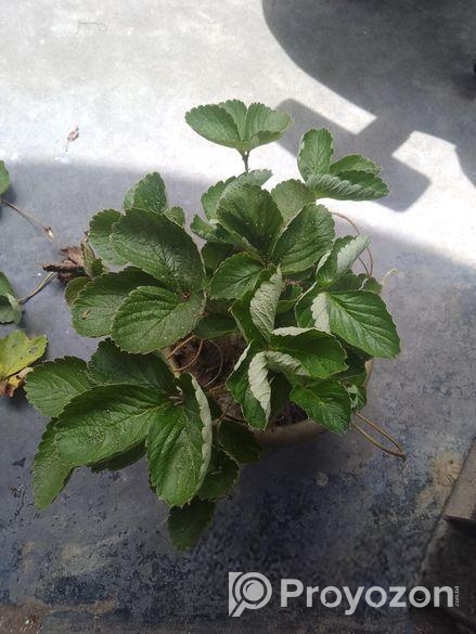 স্ট্রোবেরি গাছ