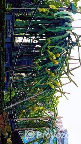 ড্রাগন গাছ বিক্রি হবে