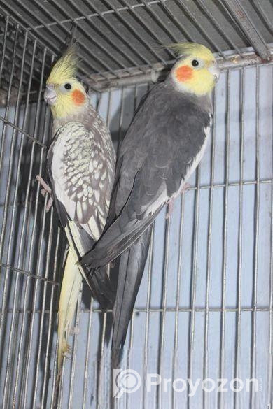 ঝরনা & গ্রে পেয়ার