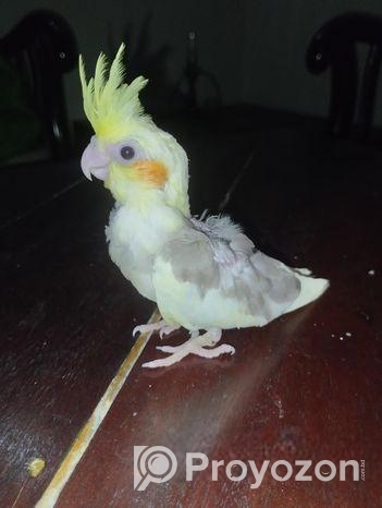 ককাটেইল টেম সাইজ (36 Days)