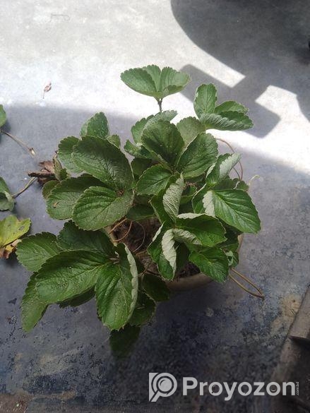 স্ট্রোবেরি গাছ