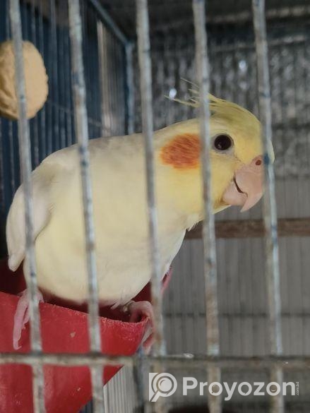 দুই পিস ককাটেল বিক্রি হবে