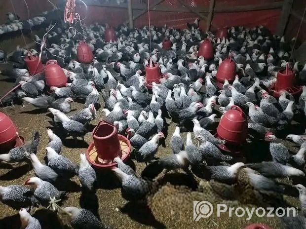 ফাওয়ামী মুরগি