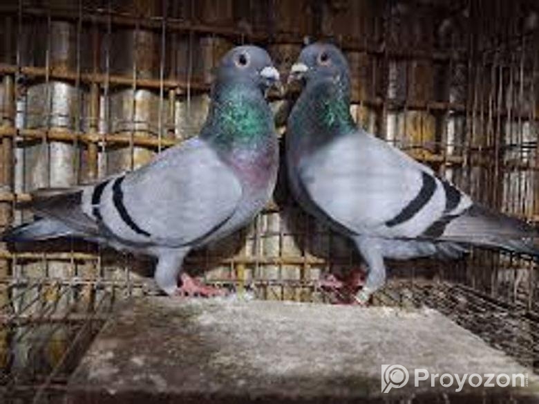 ১ জোড়া রেসার কবুতর