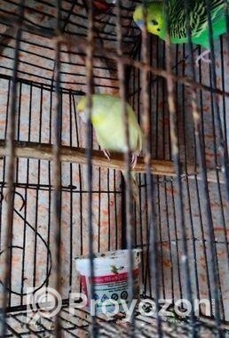 Bajrigar Adult Pair