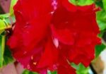 জবা ফুল গাছ sell