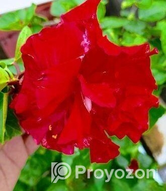 জবা ফুল গাছ sell